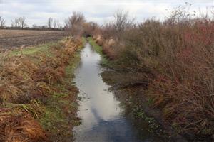 Pohľad na časť TML Zemné, Palárikovský potok (Za Pikovou), rozhranie k.ú. Palárikovo a Zemné. Výskytová lokalita C.aureus (foto: 26.11.2025, J.Lengyel).