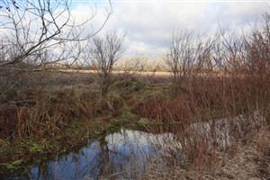 Pohľad na časť TML Zemné, Palárikovský potok (Za Pikovou), rozhranie k.ú. Palárikovo a Zemné. Výskytová lokalita C.aureus (foto: 26.11.2025, J.Lengyel).