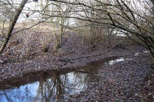 Pohľad na časť TML Zemné, Palárikovský potok (Za Pikovou), rozhranie k.ú. Palárikovo a Zemné. Výskytová lokalita C.aureus (foto: 26.11.2025, J.Lengyel). Na tomto konkrétnom mieste sa šakaly vyskytli v noci 8.10.2025.