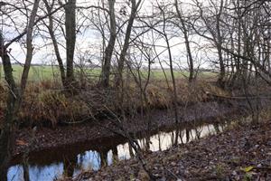 Pohľad na časť TML Zemné, Palárikovský potok (Za Pikovou), rozhranie k.ú. Palárikovo a Zemné. Výskytová lokalita C.aureus (foto: 26.11.2025, J.Lengyel).