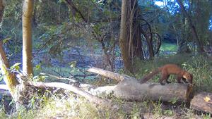 Martes martes, TML Zemné, časť Palárikovo, J lužný lesík s jazierkami. Foto z videa, 19.8.2025, fotopasca: J.Lengyel.