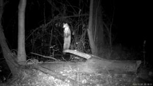 Martes martes, TML Zemné, časť Palárikovo, J lužný lesík s jazierkami. Foto z videa, 7.11.2025, fotopasca: J.Lengyel.