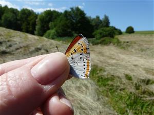 Foto Lycaena dispar