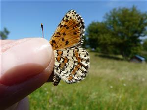 Melitaea didyma