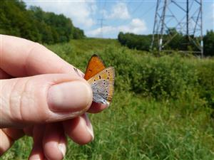 Foto Lycaena dispar