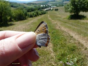 Lycaena dispar 