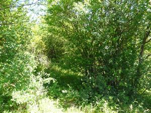 Pohľad na lokalitu -zarastená časť