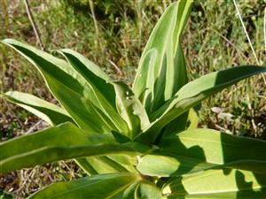 Vajíčka M.rebeli na horci krížatom 