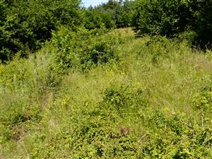 Pohľad na lokalitu v štádiu sukcesie 