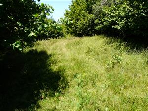 Pohľad na lokalitu v štádiu sukcesie 