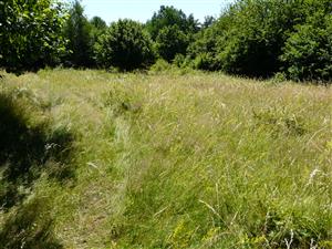 Pohľad na lokalitu v štádiu sukcesie 