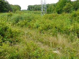 Pohľad na lokalitu - v značnom štádiu sukcesie