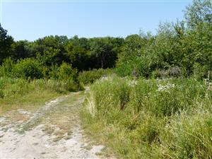 Pohľad na lokalitu v štádiu sukcesie 