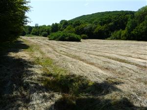 Pohľad na lokalitu  - kosená časť so Sanquisorbou officinalis