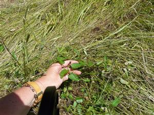 Sanguisorba officinalis