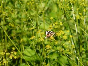 Callimorpha quadripunctaria