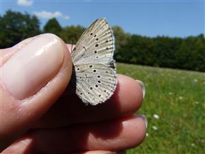 Maculinea teleius 
