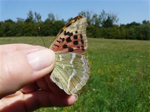 Argynnis pandora - zaujímavý nález 