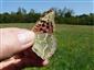 Argynnis pandora - zaujímavý nález 