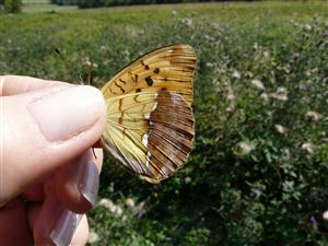 Argynnis laodice