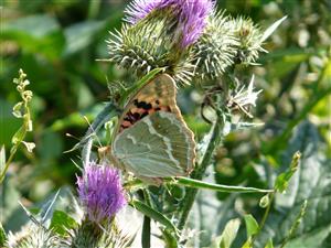 Argynnis pandora 