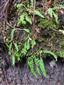 Asplenium adulterinum na lokalite