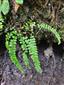 Asplenium adulterinum na lokalite 2