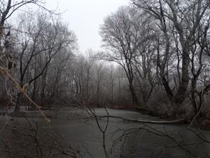 TML Zemné, časť Palárikovo - luž.lesík s jazierkami pri J cípe Pal. bažantnice. Foto: 1.1.2025, J.Lengyel.