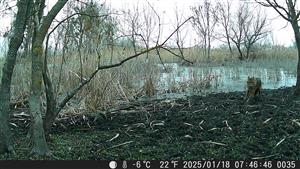 Ad. jedinec C.aureus, TML Zemné, časť Palárikovo, za Žofiou, trsťový veľký meander. Foto z fotopasce, 18.1.2025 (fotopasca: J.Lengyel).