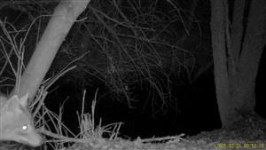 Ad. jedinec C.aureus, TML Zemné, časť Palárikovo, Palárik.potok, Za Pikovou.Foto z videa: 1.2.2025 (fotopasca: J.Lengyel).