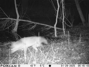 Ad. jedinec C.aureus, TML Zemné, časť Palárikovo, lužný lesík s jazierkami, pri Pal. bažantnici, foto z fotopasce, 29.1.2025 (fotopasca: J.Lengyel).