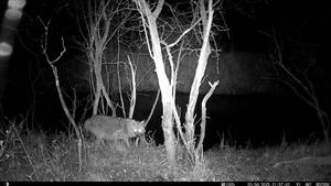 Ad.samička (tehotná) C.aureus, TML Zemné, časť Palárikovo, Palárik. potok, za Pikovou. Foto z videa: 3.4.2025, fotopasca: J.Lengyel.