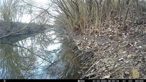 Ad. jedinec C.aureus, TML Zemné, časť Palárikovo, Palárik.potok, Za Pikovou.Foto z videa: 1.2.2025 (fotopasca: J.Lengyel).