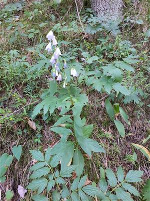 Adenophora Liliifolia
