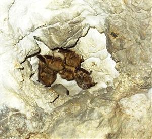 zimná kolónia Myotis emarginatus