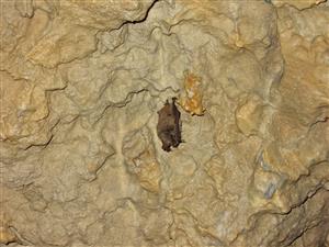 zimujúci jedinec Myotis emarginatus