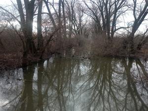 Pohľad na časť TML Číčov - časť Hamské tŕstie - severné časti s Hamským kanálom. Foto: 24.1.2025. J.Lengyel.