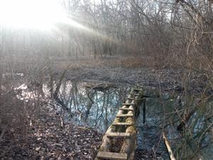 Pohľad na časť TML Trávnik - lužný mokraďový les, časť Hamské tŕstie-juh. Foto: 24.1.2025, J.Lengyel. 