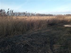 Pohľad na časť TML Trávnik, časť Hamské tŕstie-juh. Foto: 24.1.2025, J.Lengyel.