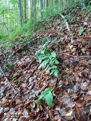 odkvitnutý jedinec Cypripedium calceolus v TML (bučine)