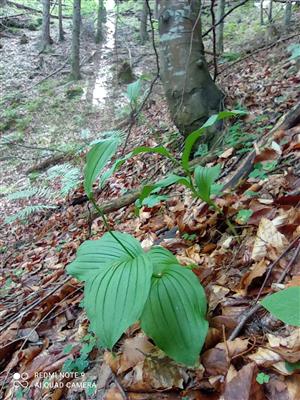 dve odkvitnuté jedince Cypripedium calceolus v TML (v jedľobučine so smrekom)