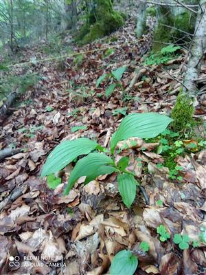 sterilný jedinec Cypripedium calceolus v TMP ( v rámci TML)