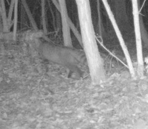 Felis silvestris