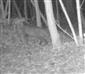 Felis silvestris