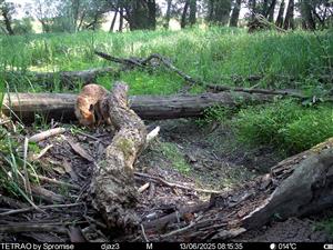 denný záber z fotopasce, Vulpes vulpes