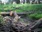 denný záber z fotopasce, Vulpes vulpes