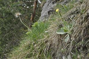 Pulsatilla slavica na skalných terasách v poraste Sesleria albicans, Primula auricula