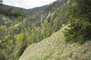 Strmé svahy s porastom Sesleria albicans, Carex sempervirens a sporadickým výskytom Pulsatilla slavica