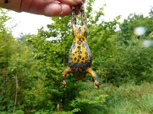 Fofo Bombina variegata