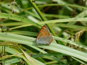 Lycaena dispar 